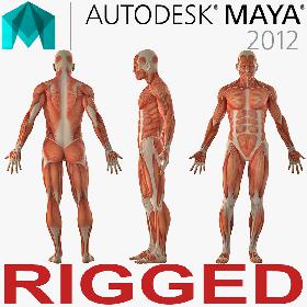 3D model Anatomy Male Muscular System Rigged for Maya